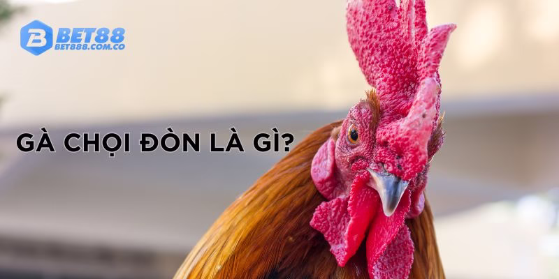 tim-hieu-ga-choi-don-la-gi